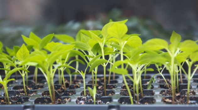 plántulas y material vegetal para cultivos de exportación