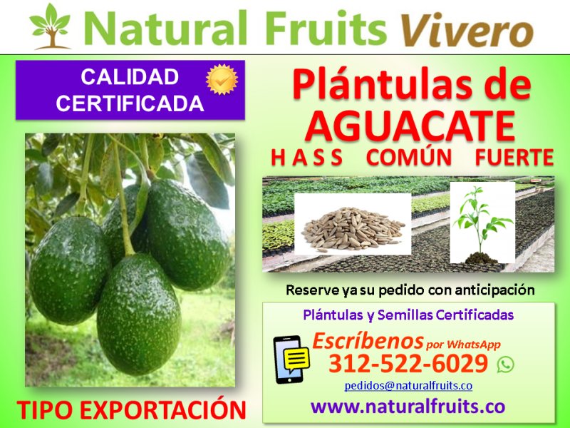 plántulas de aguacate hass calidad certificada exportacion Persea americana vivero cundinamarca colombia