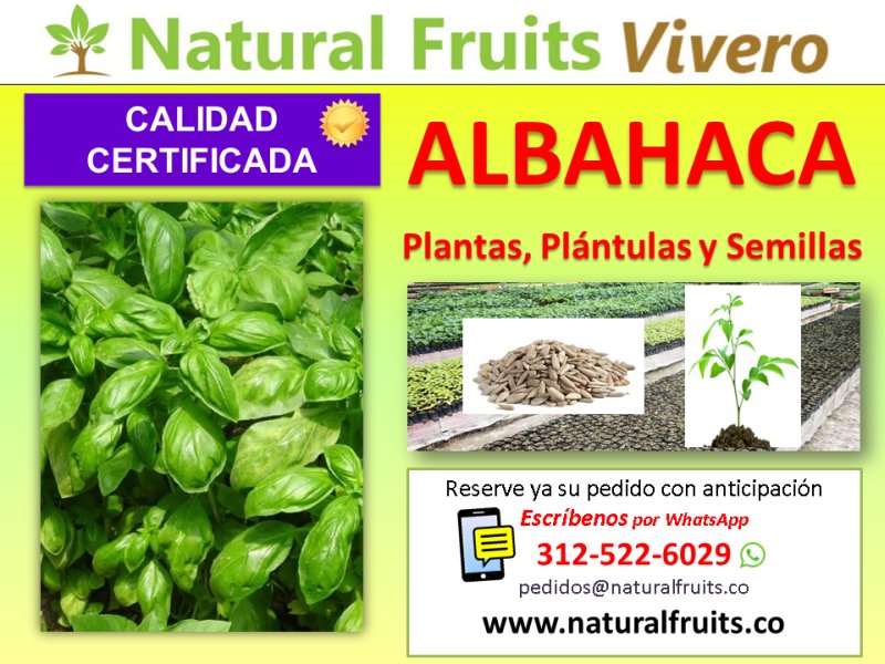 albahaca plantas y semillas