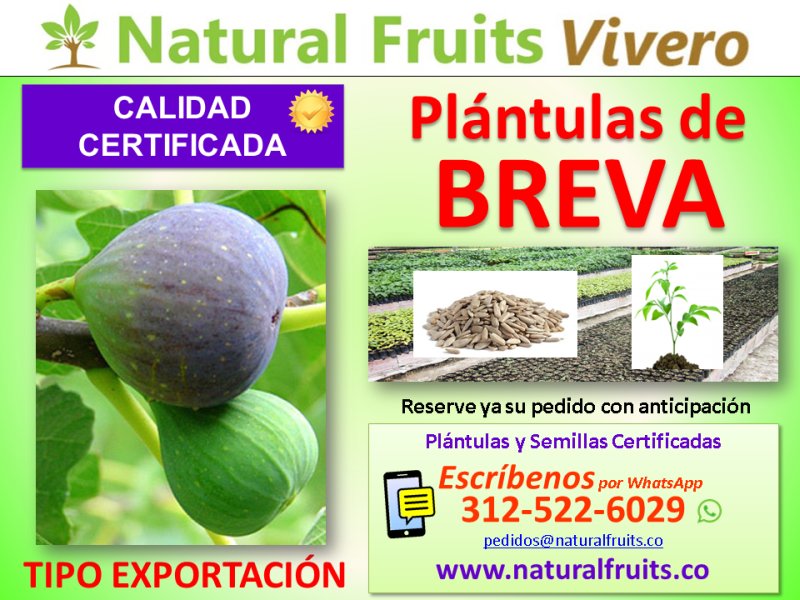 plantulas con calidad de exportacion, Ficus carica,  higuera