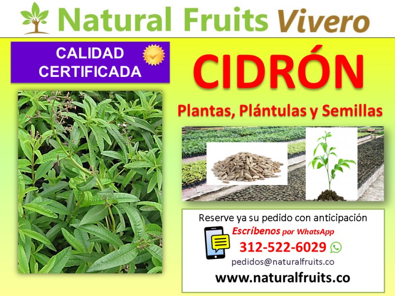 plantas y semillas cidron