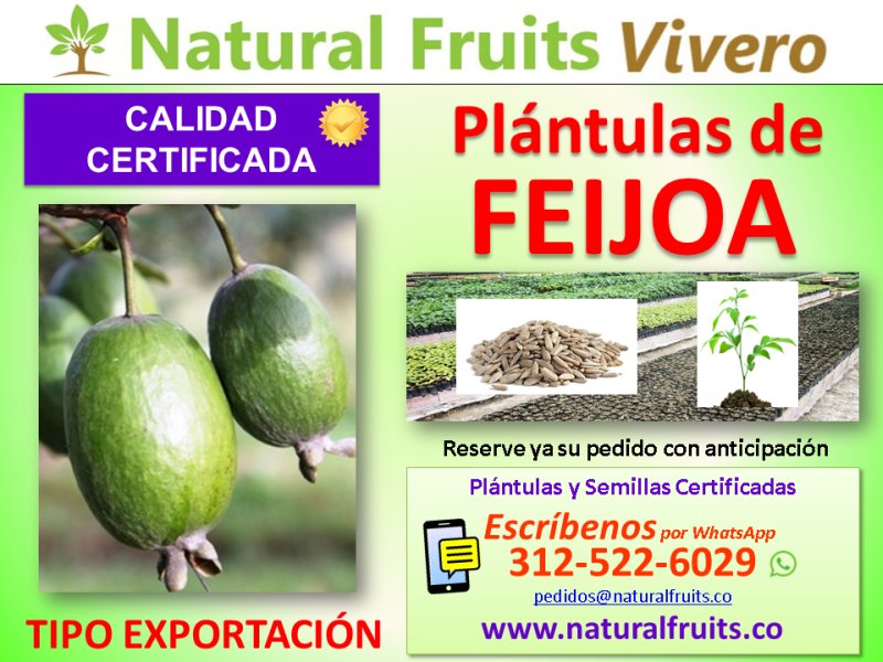 plantulas de feijoa con calidad de exportacion