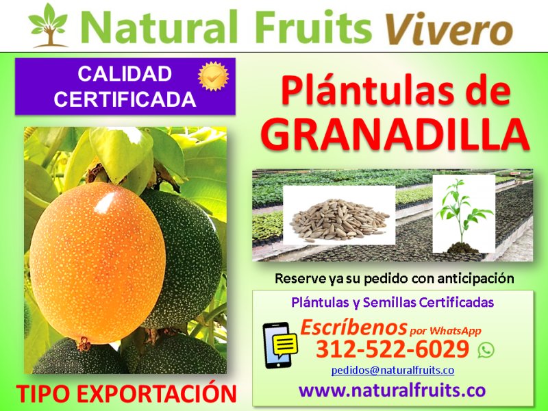 plantulas y semilla de granadilla , Passiflora ligularis