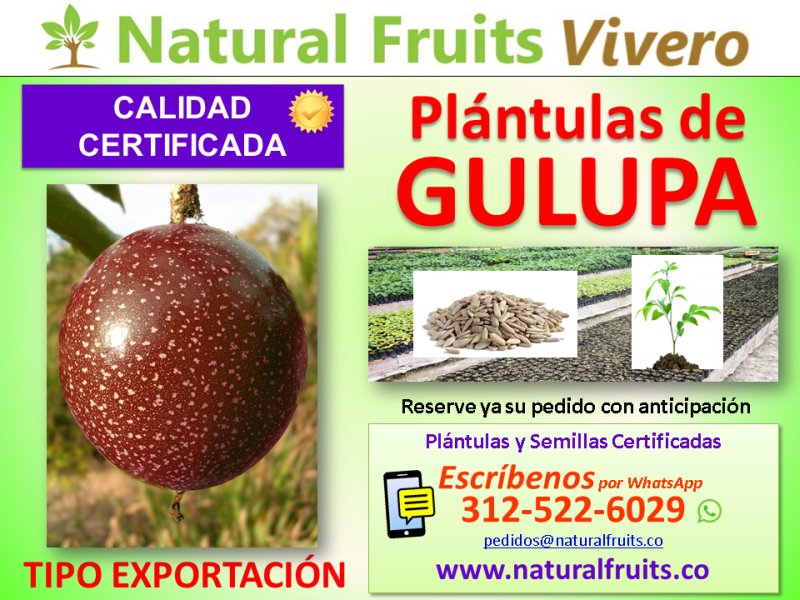 plantulas y semilla de gulupa , Passiflora edulis