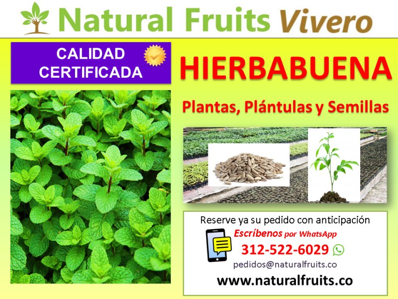 hierbabuena plantas y semillas