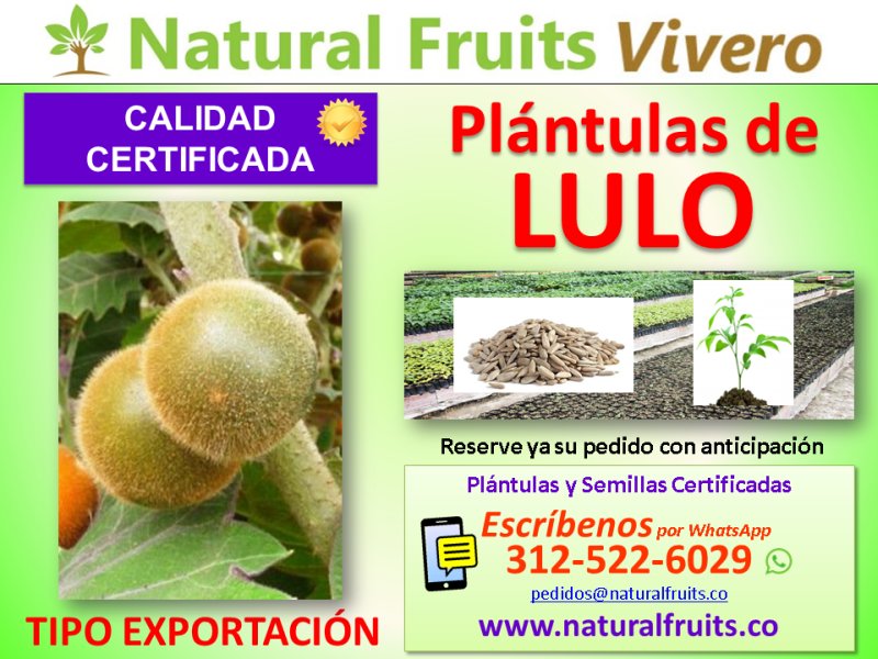  vivero con calidad certificada, Solanum quitoense Lam.