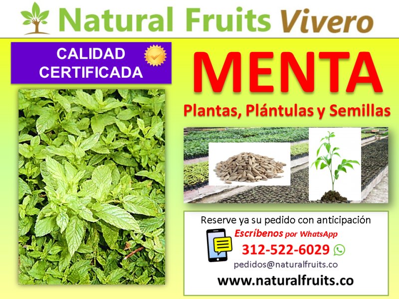 menta plantas y semillas