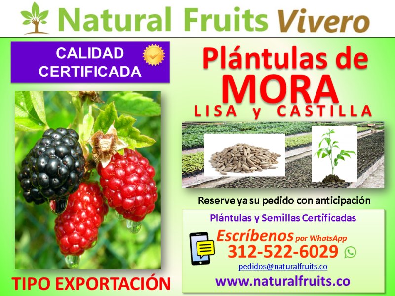  vivero con calidad certificada, rubus glaucus