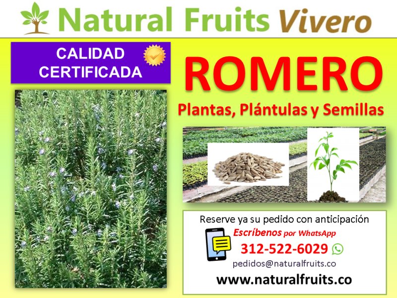 romero plantas y semillas