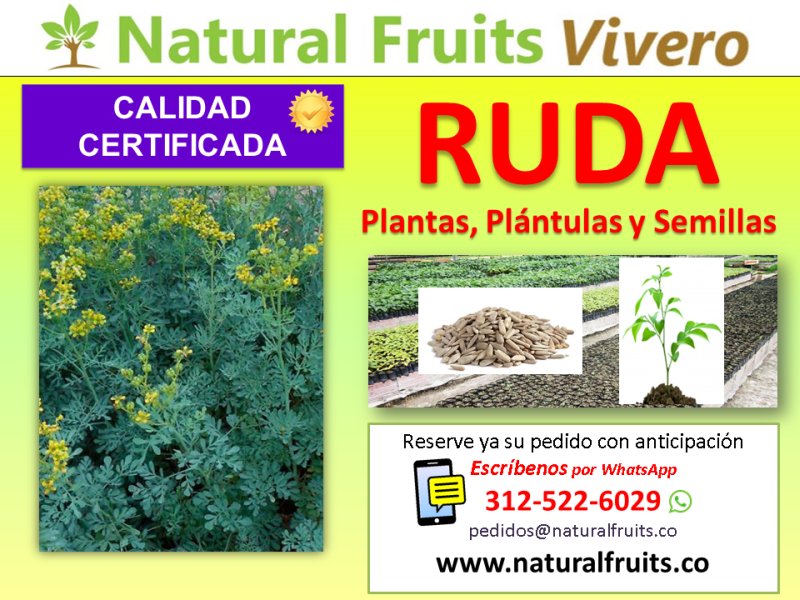 plantas semillas ruda