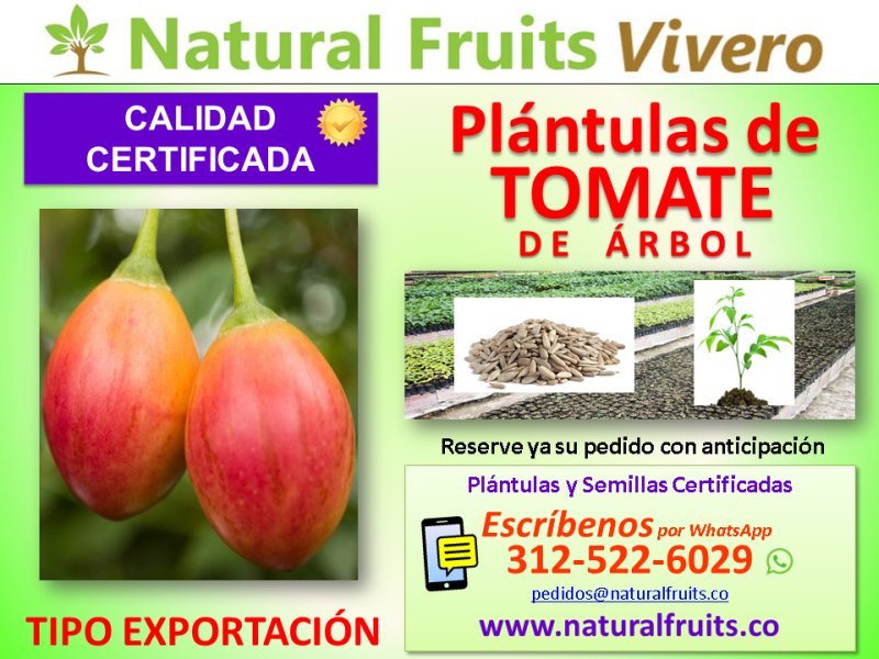 plantulas certificadas, tipo exportacion, tamarillo