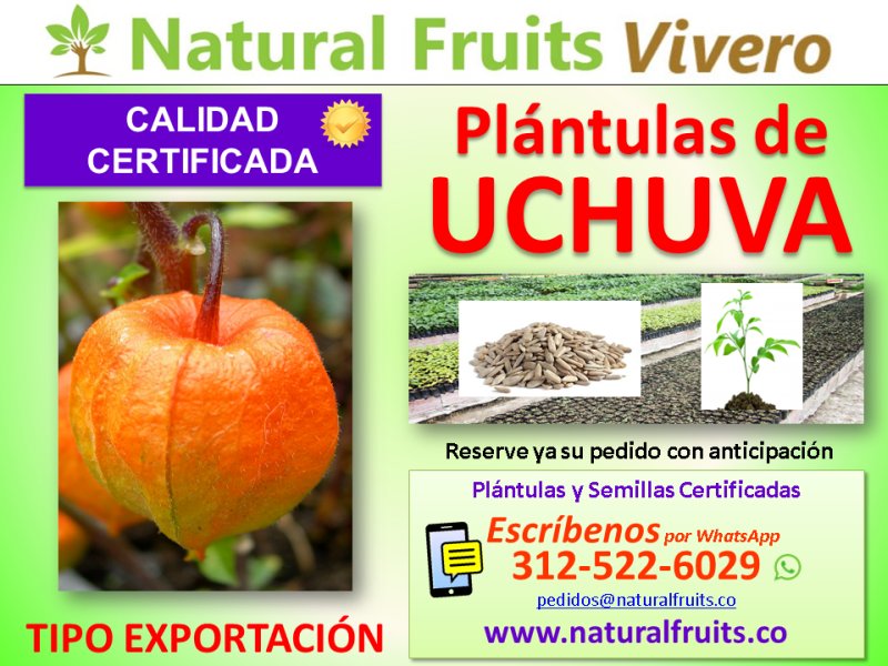 Plántulas de Uchuva, Vivero con Calidad de Exportación Certificada, Physalis Peruviana, Asesoria Especializada  Physalis peruviana