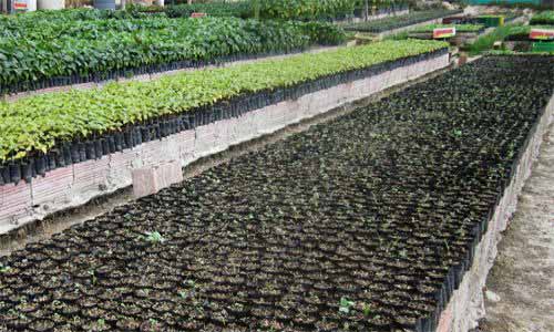 vivero natural fruits