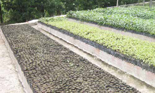 vivero con calidad certificada por el ica de colombia