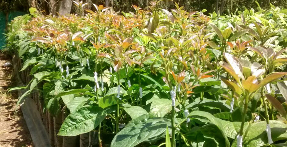 Plántulas Ruda Cundinamarca Bogotá Vivero Aromáticas